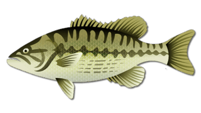 Spotted Bass