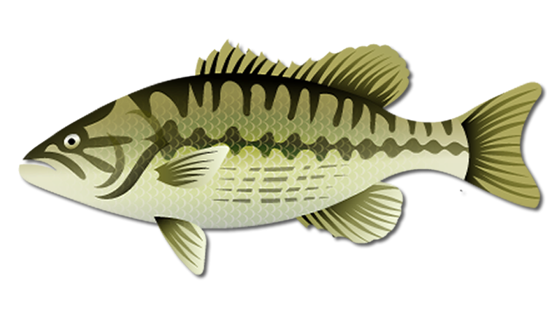 Spotted Bass