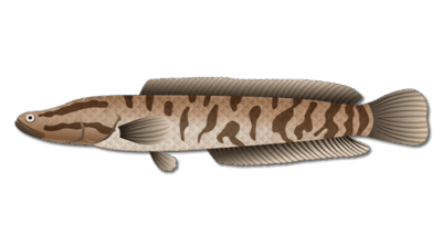 Snakehead