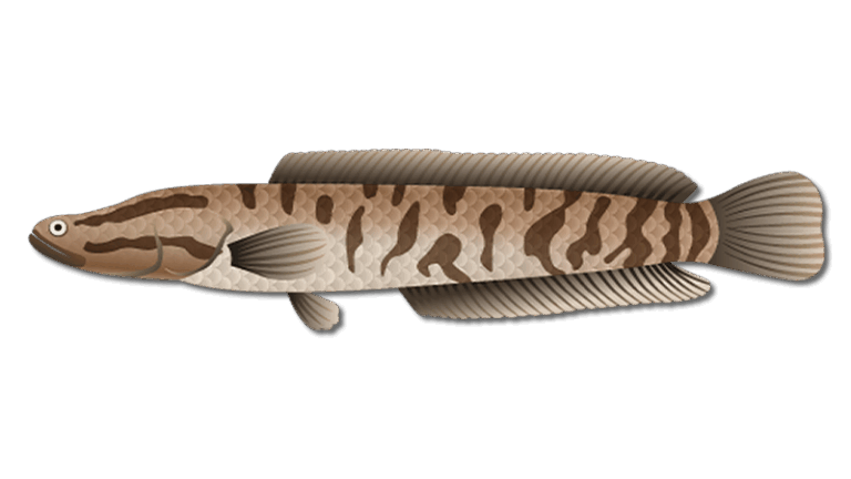Snakehead Fish