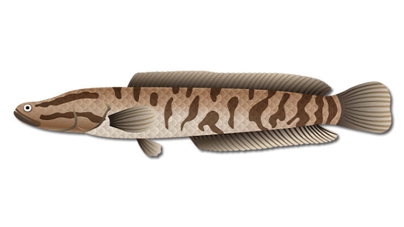 Snakehead Fish