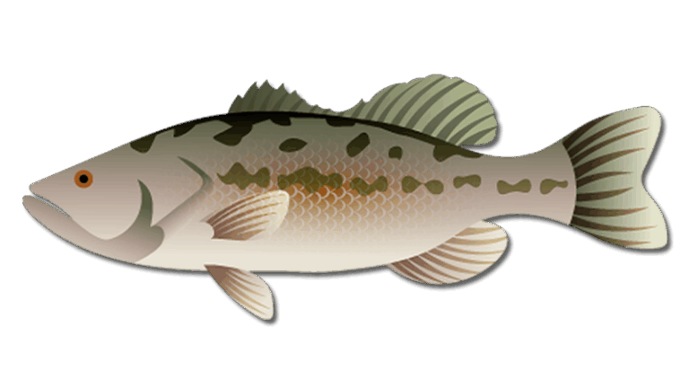 Northern Largemouth Bass