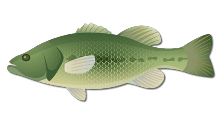 Largemouth Bass