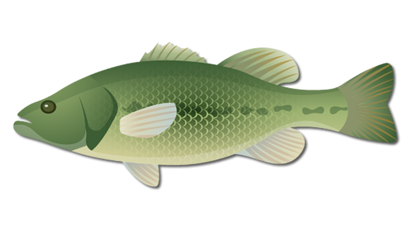 Largemouth Bass