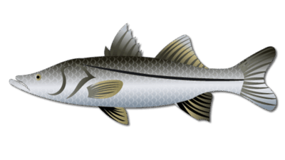Freshwater Snook