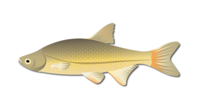 Golden Shiner Fish