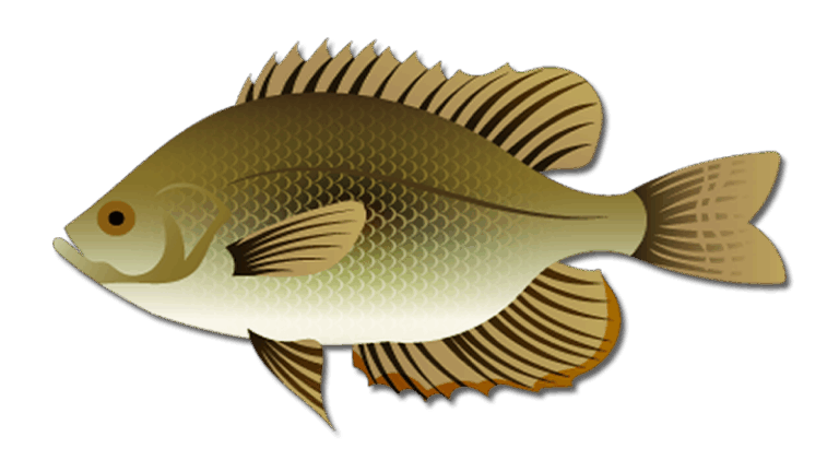 Flier Panfish