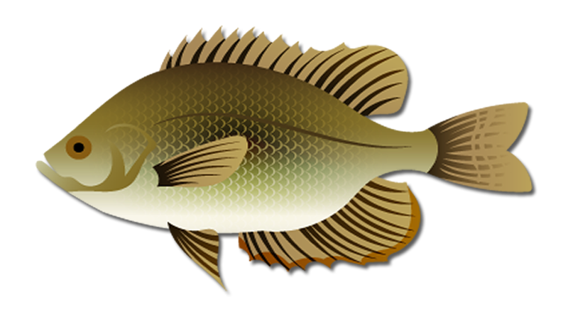 Flier Fish