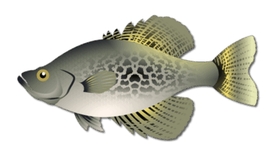 Crappie