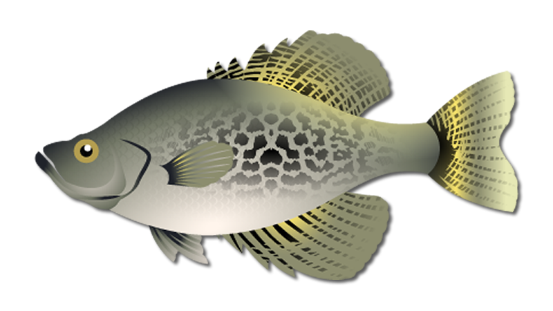 Crappie