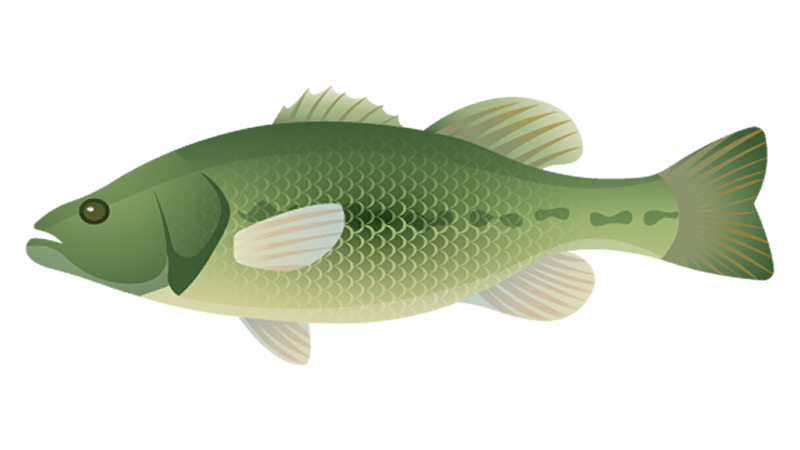 Miami Florida Fishing Directions 2 Largemouth Bass