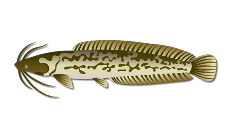 Air Breathing Catfish