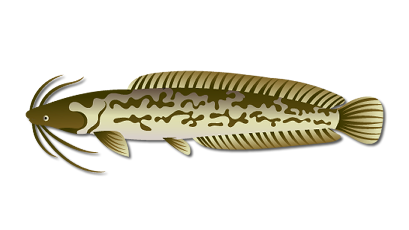 Air Breathing Catfish