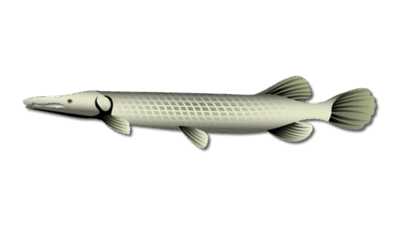 Alligator Gar