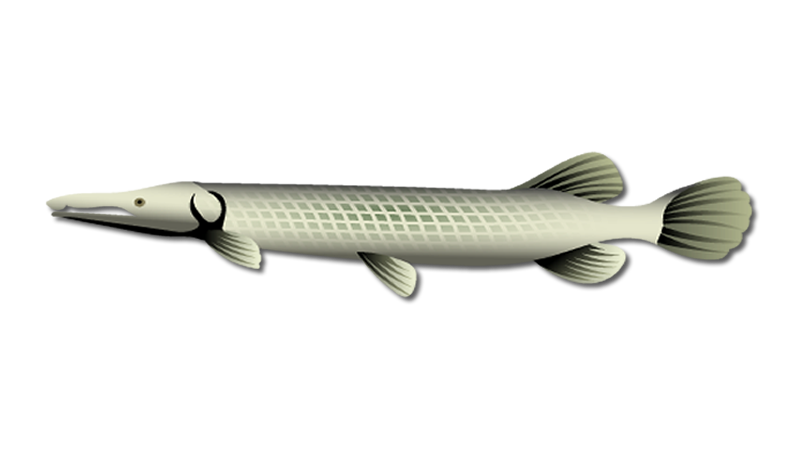 Alligator Gar