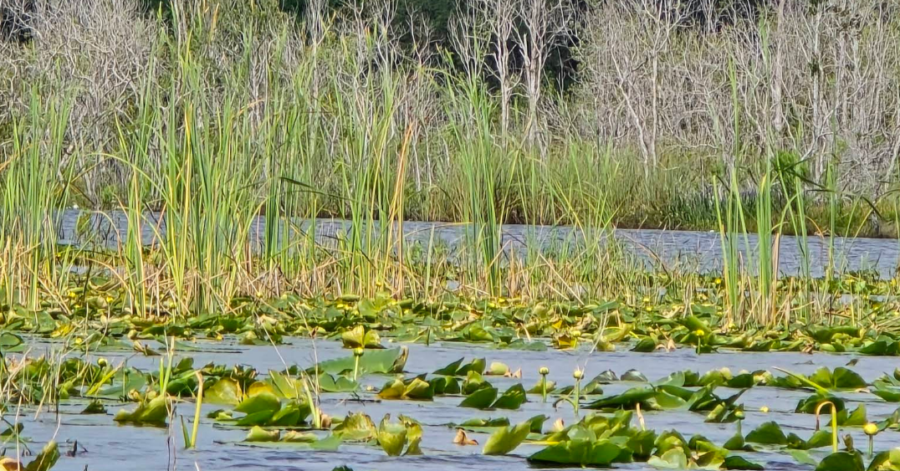 Holly Lake