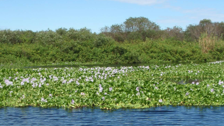 Lake Rosalie Florida