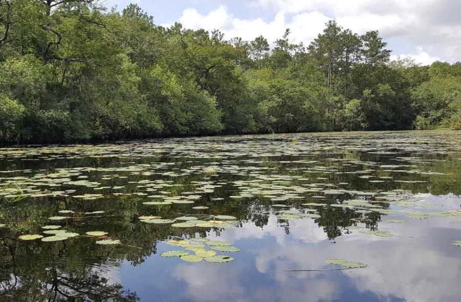 St Mary’s and Nassau Rivers photo