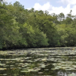 St Mary’s and Nassau Rivers thumbnail