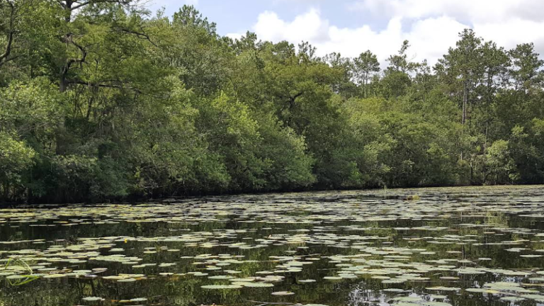 St Marys River Florida