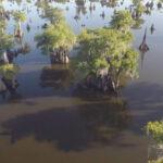 Dead Lakes thumbnail