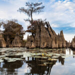 Dead Lakes thumbnail