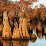 Dead Lakes thumbnail