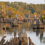 Dead Lakes thumbnail