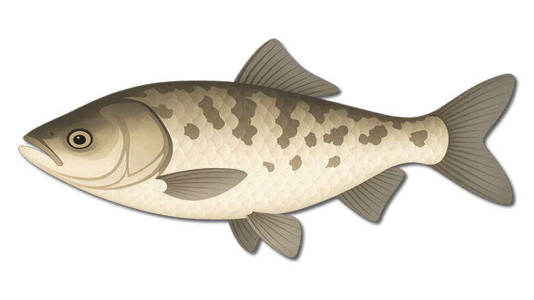 Bighead Carp