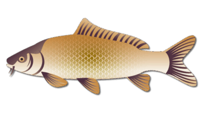 Common Carp 5 Common Carp