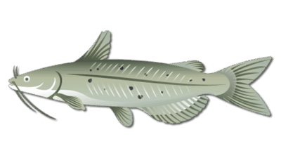 Channel Catfish 4 Channel Catfish