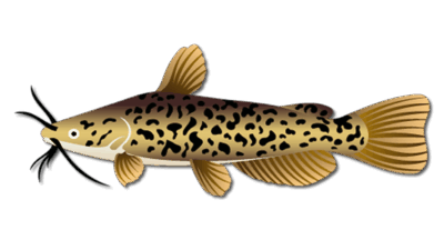 Brown Bullhead Catfish 3 Brown Bullhead Catfish