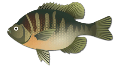 Bluegill 2 Bluegill