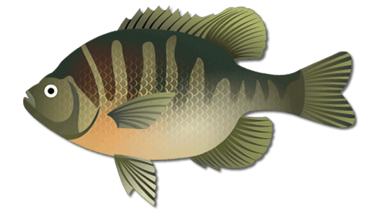 Bluegill