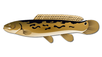 Bowfin Fish
