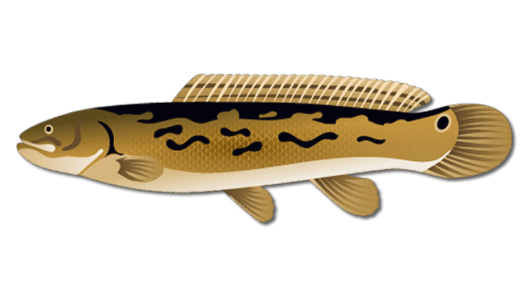 Bowfin