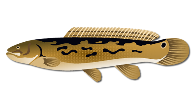 Bowfin