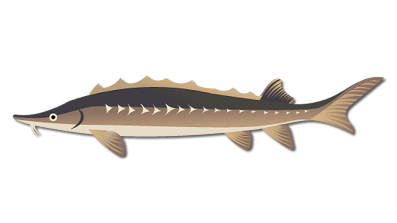 American Sturgeon