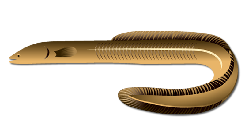 American Eel
