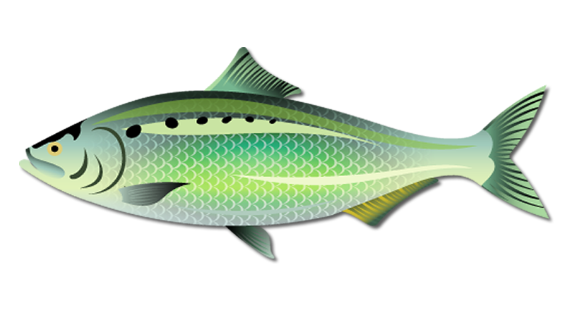 American Shad