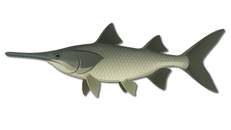 Paddlefish