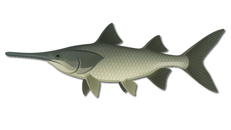 Paddlefish