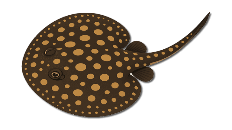 Freshwater Stingrays