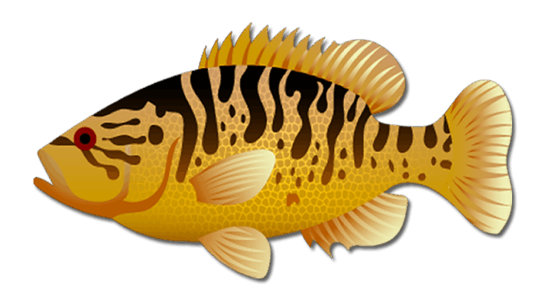 Warmouth Fish