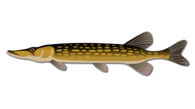Chain Pickerel