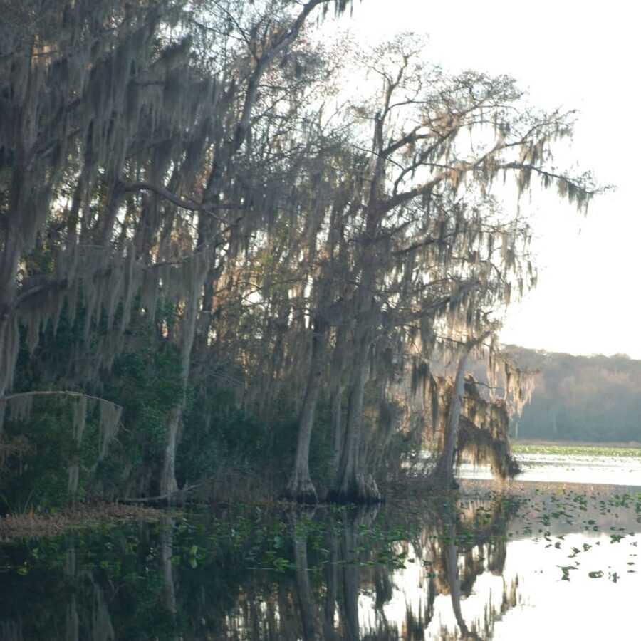 Ocala Forest Lakes photo
