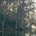 Ocala Forest Lakes thumbnail