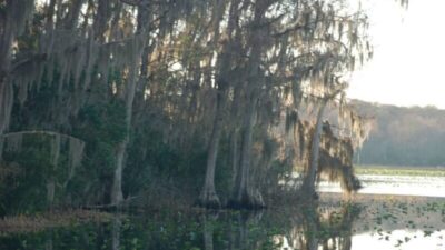 Ocala Forest Lakes
