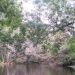 Lake Parrish thumbnail