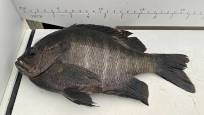 Rock bass, smallmouth bass, green sunfish, yellow perch all can be caught on bluegill flies